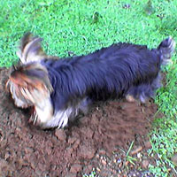 Yorkie helping in the garden...